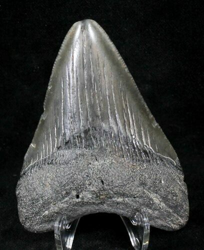Megalodon Tooth - South Carolina #21252